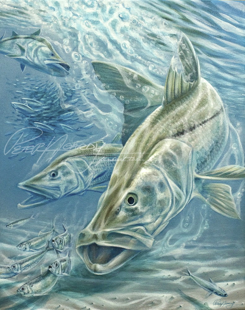 'Linesider's Lunch' (summertime snook)