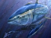 Sugar Water Purple - Yellowfin Tuna